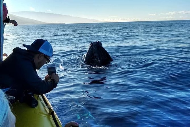VIP (12 Guests ONLY) Ultimate Whale Watch - Price and Value: Is $125 Worth It on Maui?