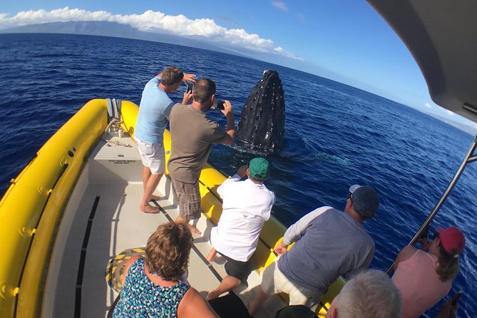 VIP (12 Guests ONLY) Ultimate Whale Watch - Who This VIP Whale Watch Fits Best