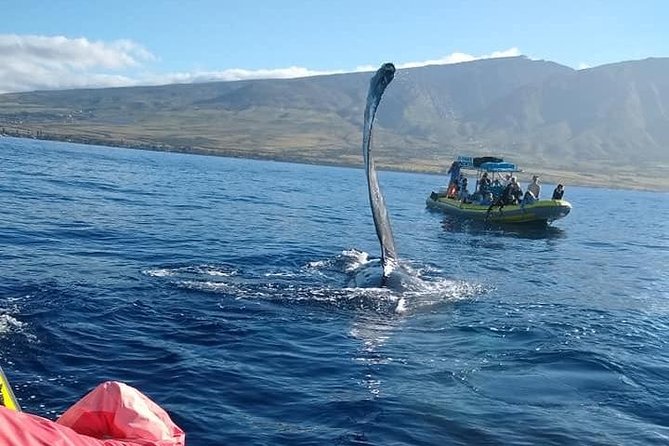 VIP (12 Guests ONLY) Ultimate Whale Watch - Onboard Marine Naturalist Talks and Hydrophone Whale Songs