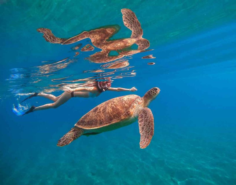 Waikiki: 5-in-1 Turtle Snorkeling Trip with Shuttle Option - Who This Tour Fits Best (And Who Might Want Something Different)