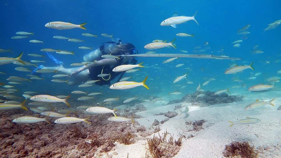 Waikiki: Honolulu Beginner Scuba Diving with Videos - The 10–15 Minute Shore Briefing: Learn the Basics Before You Go Under