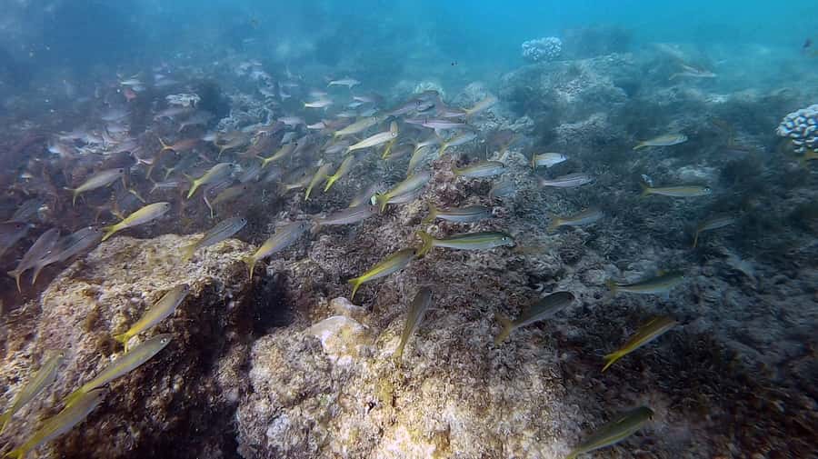 Waikiki: Honolulu Beginner Scuba Diving with Videos - Free GoPro Videos: Why This Matters for First-Timers