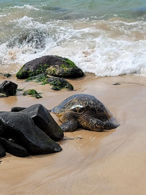 Waikiki: Oahu In a Day Circle Island Tour - Price and Logistics: Is $139 Good Value?