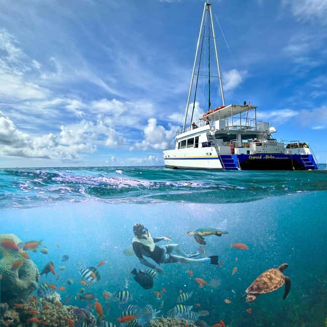 Waikiki Turtle Snorkel Adventure - Who should book this Waikiki Turtle Snorkel Adventure?