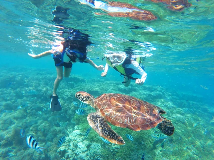 Waikiki: Turtle Snorkeling Cruise with 20ft Jumping Platform - Key Points at a Glance