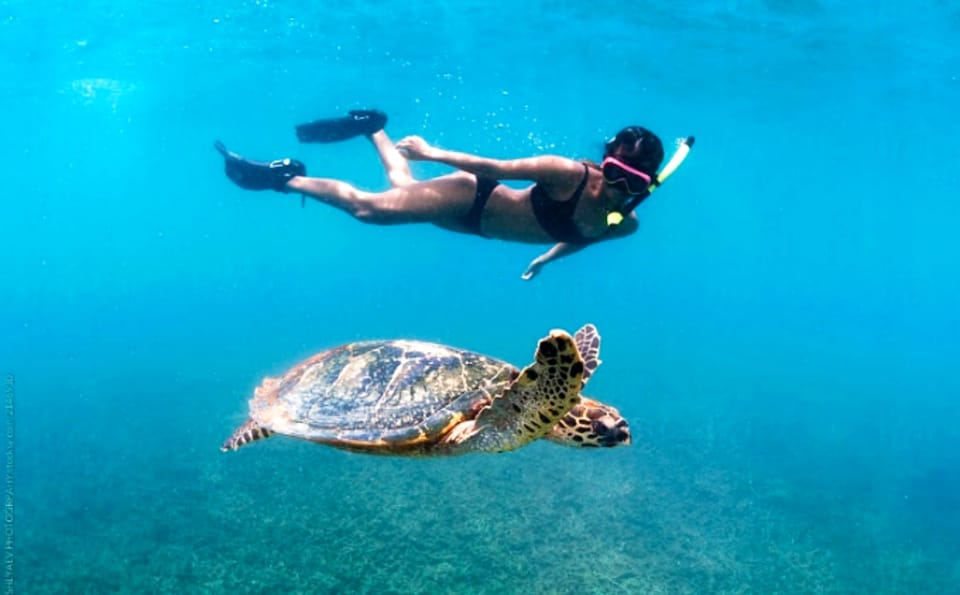 Waikiki: Turtle Snorkeling Cruise with 20ft Jumping Platform - Cruise Out: Coastline Views and Why the Boat Matters