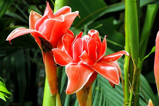 Waterfall, #1 On The Road to Hana, With Chocolate tour Historical - Price and value: is $139.99 fair for 2 hours?
