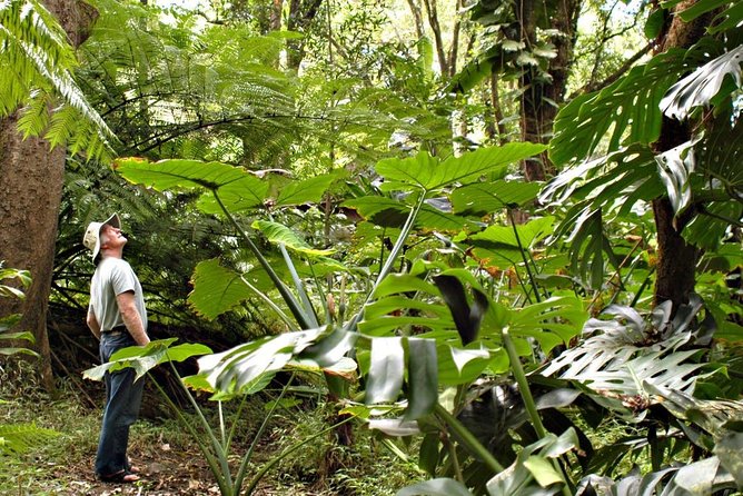 Waterfall & Rainforest Hiking Adventure with Hotel Pickup - Key Highlights You’ll Actually Care About