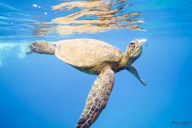 West Maui Afternoon Snorkel from Ka’anapali Beach - The West Maui Snorkel Stop: Turtles, Coral, and a Captain’s Choice
