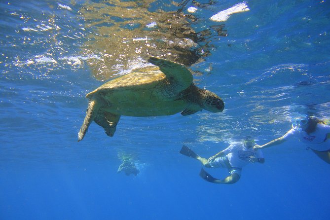West Maui Snorkeling Experience by Boat from Ka'anapali - The Morning Setup at Kaanapali: Timing, Boat Boarding, and What to Wear