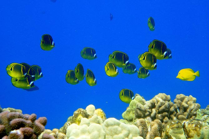 West Maui Snorkeling Experience by Boat from Ka'anapali - Snorkel Coaching and Safety: What the Crew Actually Does for You