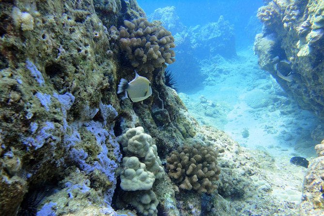 West Maui Snorkeling Experience by Boat from Ka'anapali - Stop 1: Honolua Bay and the Turtle-Spotting Advantage