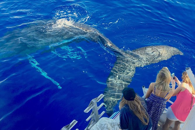 Whale Watch and Turtles Snorkel - Key highlights you should know before you go