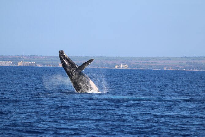 Whale Watch and Turtles Snorkel - Reef snorkeling: what to expect and how to set yourself up for success