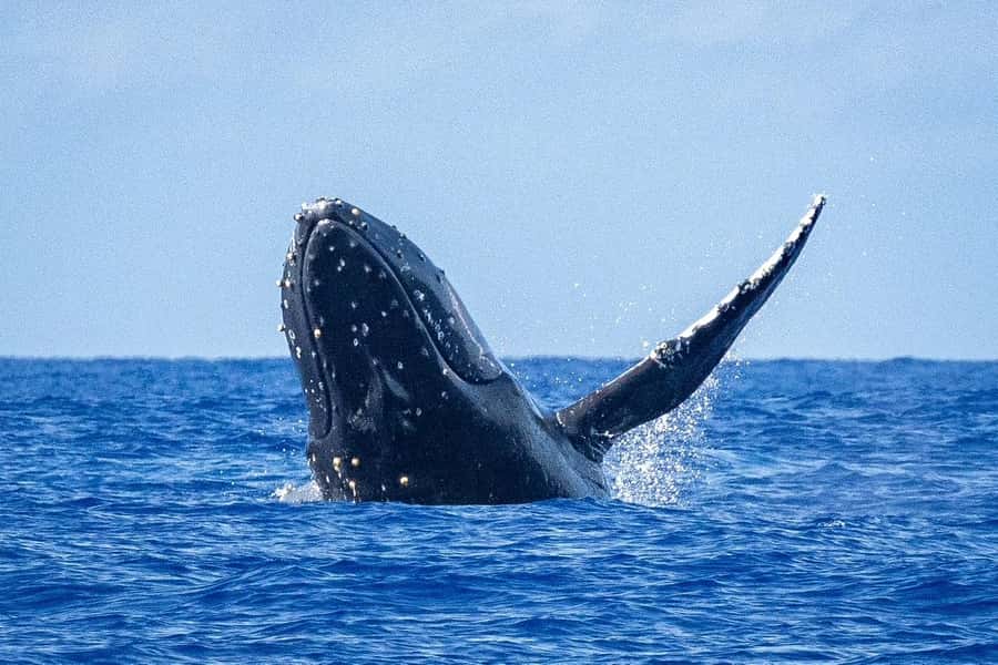 Whale Watching Cruise in Waikiki Oahu - SEE THE HUMPBACKS! - Key Highlights I’d Prioritize