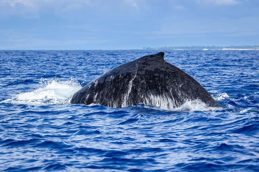 Whale Watching Cruise in Waikiki Oahu - SEE THE HUMPBACKS! - Price and Value: Is $80 Worth It
