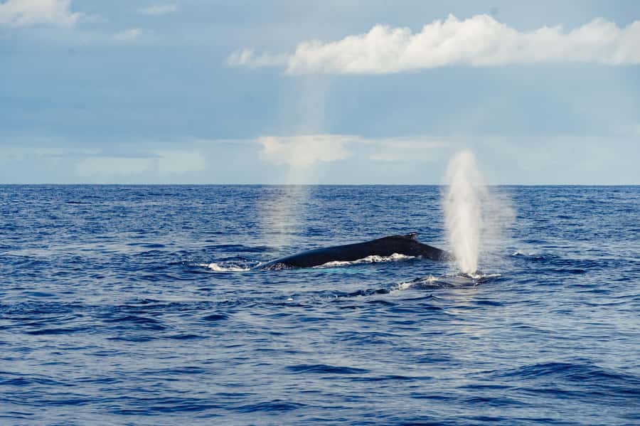 Whale Watching Cruise in Waikiki Oahu - SEE THE HUMPBACKS! - Meeting at Kewalo Basin and Getting on Island Princess