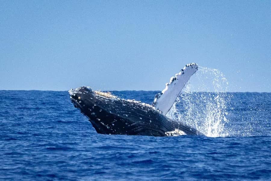 Whale Watching Cruise in Waikiki Oahu - SEE THE HUMPBACKS! - Humpback Whale Basics That Help You Spot Faster