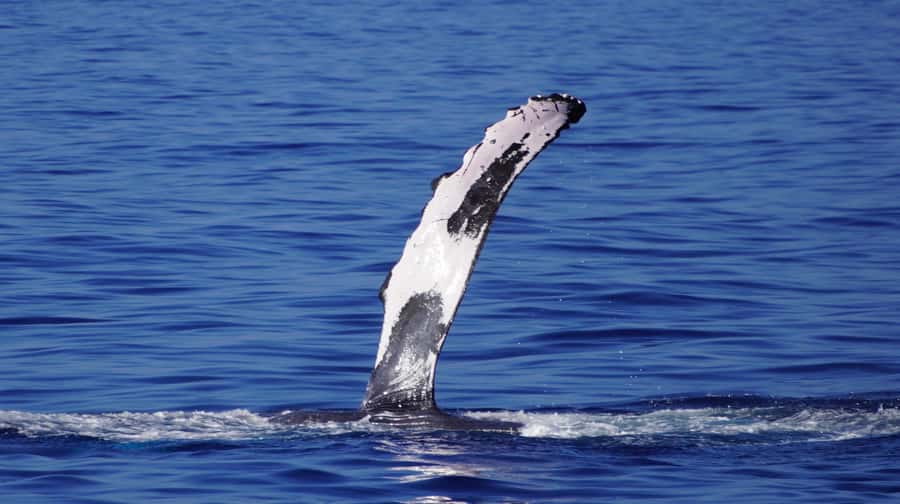 Whale Watching Cruise in Waikiki Oahu - SEE THE HUMPBACKS! - What the Cruise Includes (and What It Doesn’t)