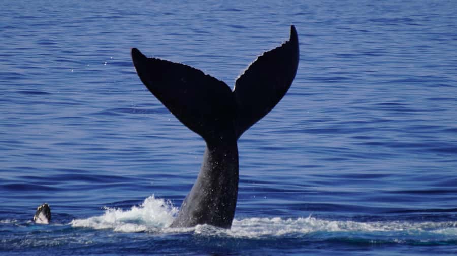 Whale Watching Cruise in Waikiki Oahu - SEE THE HUMPBACKS! - Morning vs Sunset: How to Pick the Right Mood