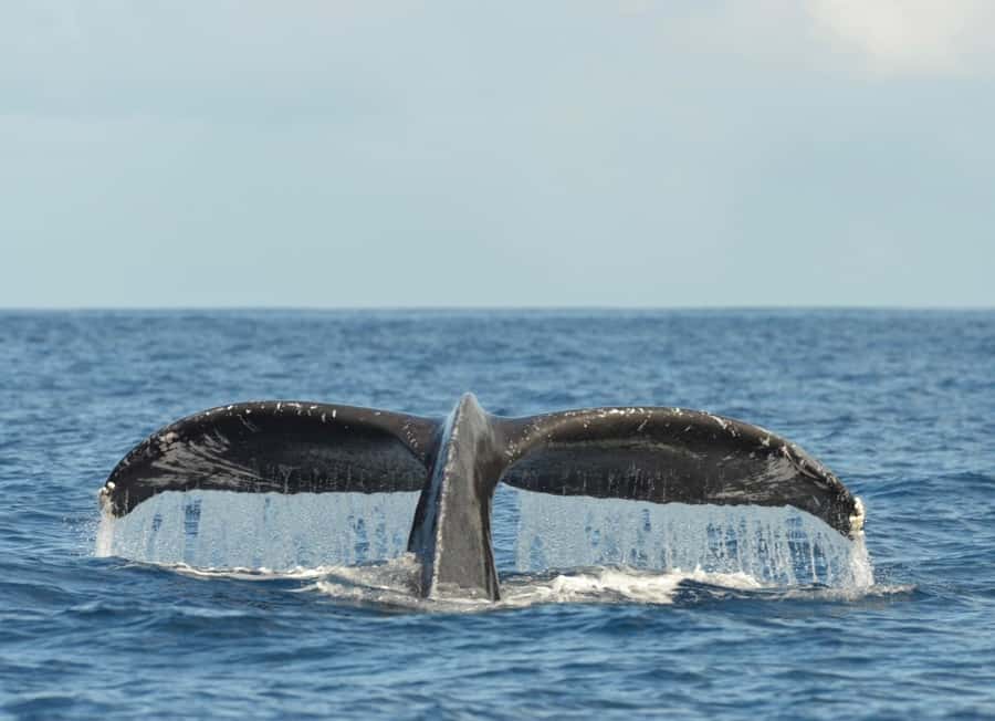 Whale Watching Cruise in Waikiki Oahu - SEE THE HUMPBACKS! - Packing for Comfort: What to Bring on a 2.5-Hour Ocean Session