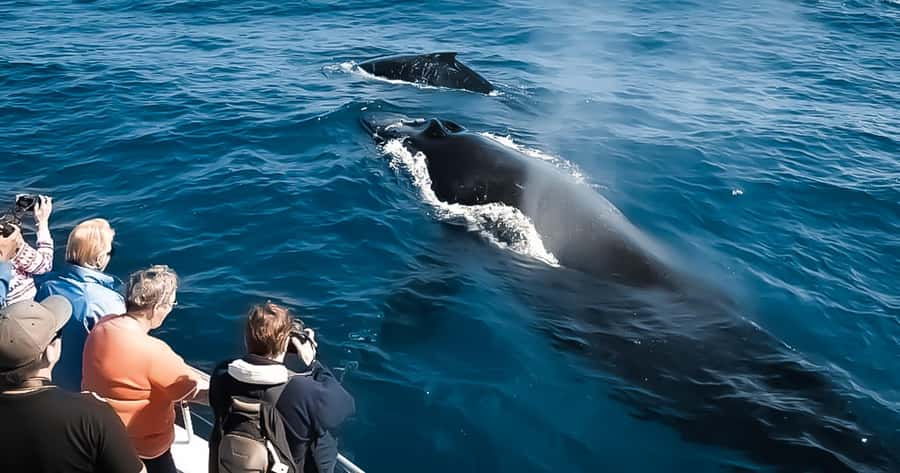 Whale Watching Cruise in Waikiki Oahu - SEE THE HUMPBACKS! - Waikiki Coast Views: What You’ll See While You Wait for Whales