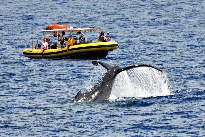 Whale Watching Maui: 2-Hour Small Group Raft Tour from Lahaina - Entering the Maui Nui Whale Zone on a Small Inflatable Raft