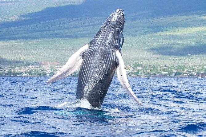 Whale Watching Tour on a Charming Hawaiian Catamaran From Maalaea - Key highlights worth lining up
