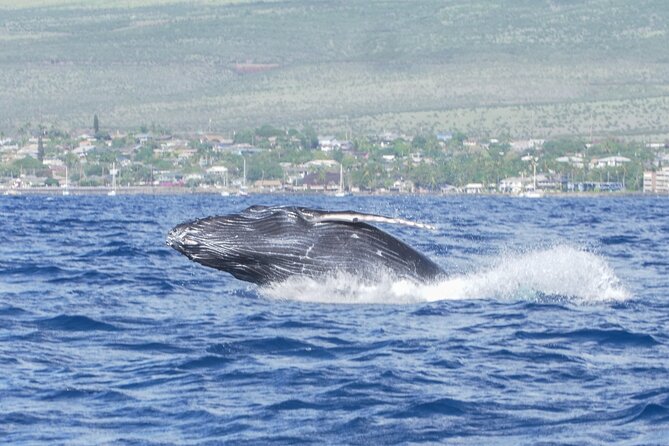 Whale Watching Tour on a Charming Hawaiian Catamaran From Maalaea - How whale spotting works here (what the crew is really doing)