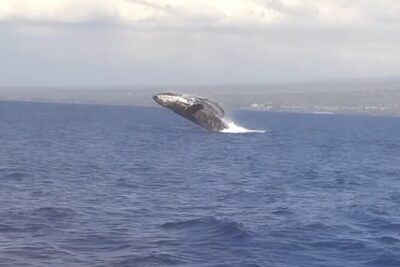 Whale Watching Tour on a Charming Hawaiian Catamaran From Maalaea - Finding the Winona at 233 Maalaea Rd (and getting oriented fast)
