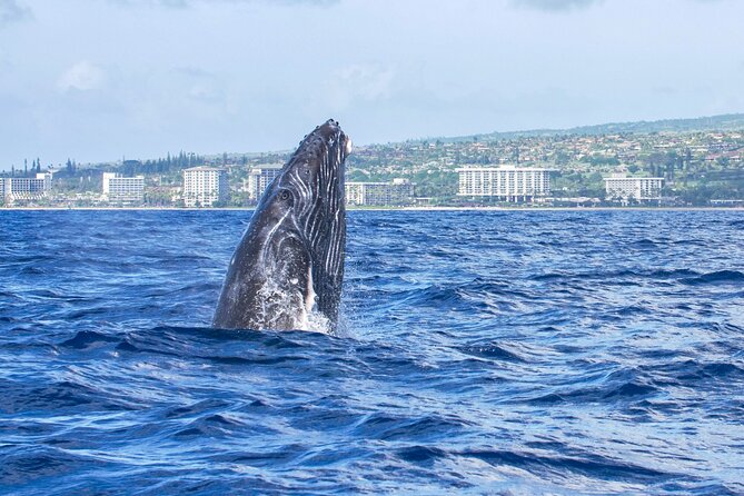 Whale Watching Tour on a Charming Hawaiian Catamaran From Maalaea - Repositioning and “multiple stops” on the water