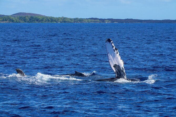 Whale Watching Tour on a Charming Hawaiian Catamaran From Maalaea - Drinks, snacks, and the small-boat comforts
