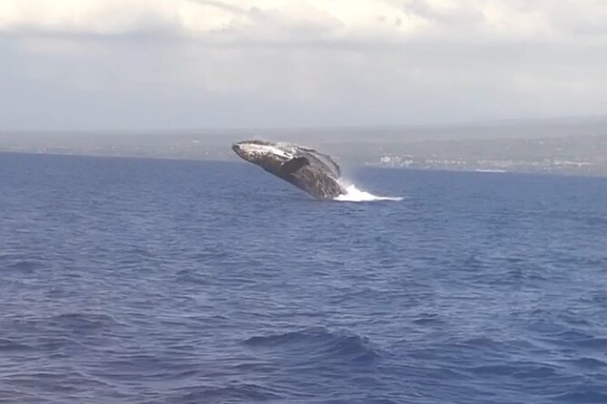 Whale Watching Tour on a Charming Hawaiian Catamaran From Maalaea - Finding the Winona at 233 Maalaea Rd (and getting oriented fast)